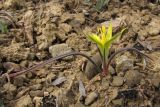 Gagea taurica. Цветущее растение. ЮВ Крым, мыс Меганом. 4 апреля 2011 г.