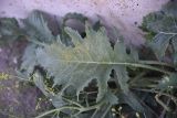 род Crambe