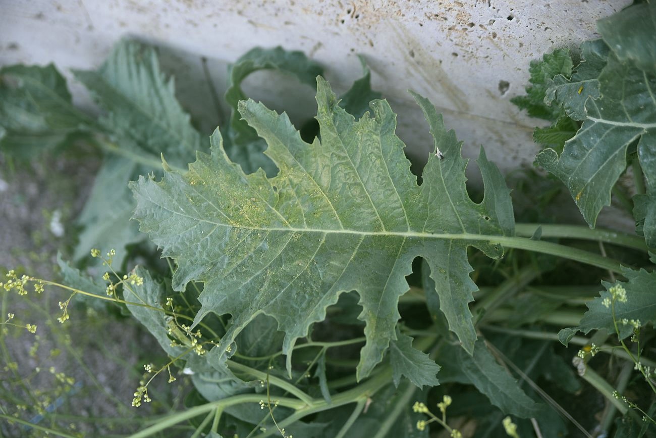 Изображение особи Crambe orientalis.