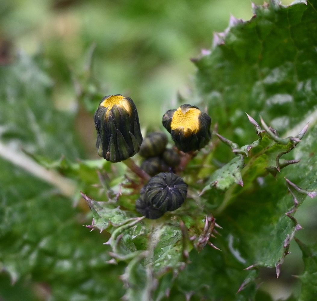 Image of Sonchus asper specimen.