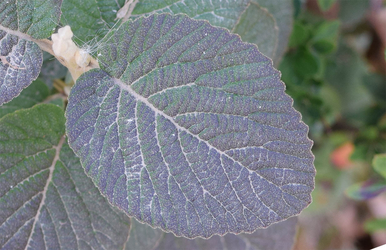 Image of Viburnum lantana specimen.