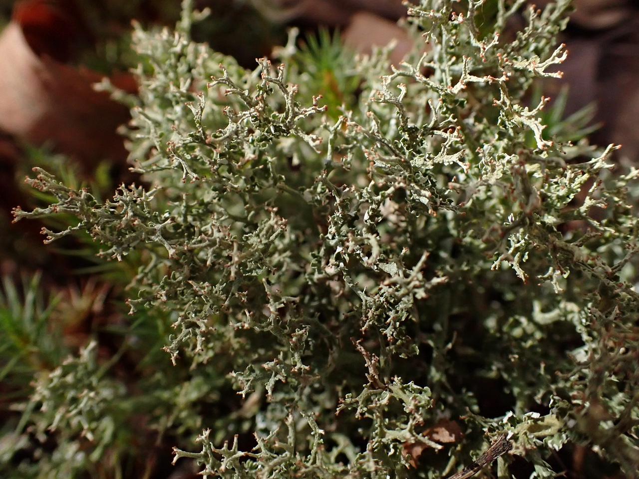 Изображение особи Cladonia furcata.