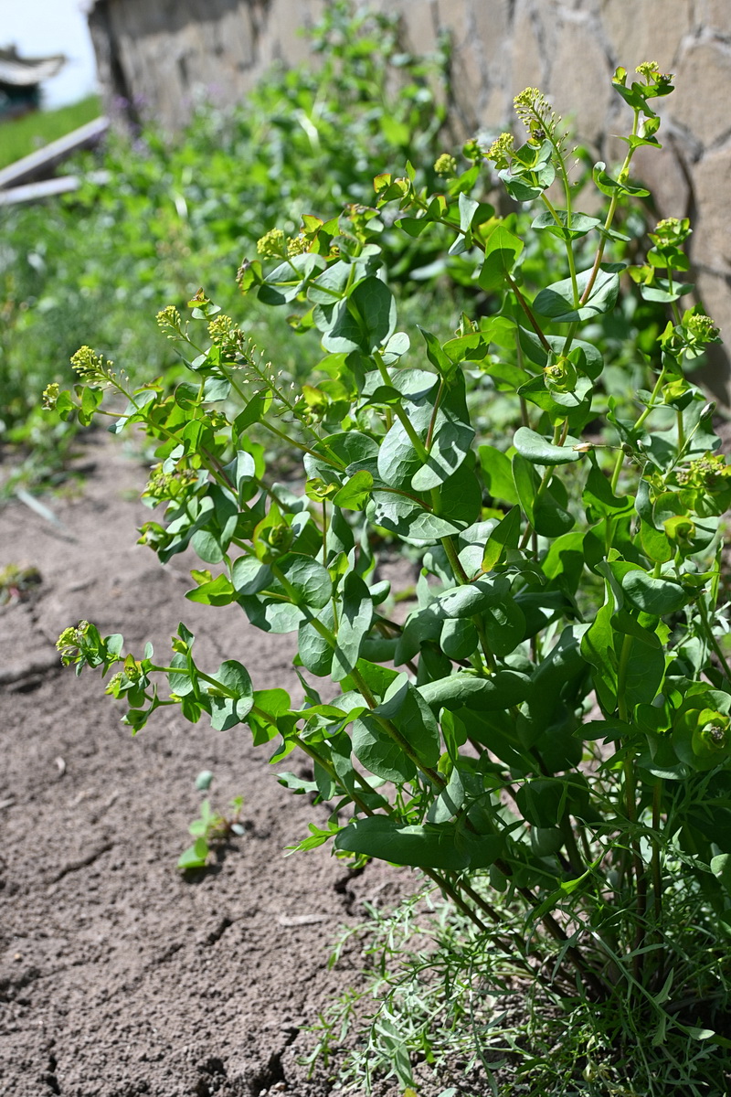 Image of Lepidium perfoliatum specimen.