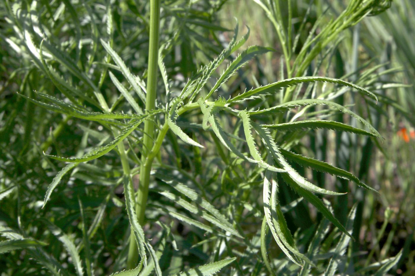 Image of Sanguisorba tenuifolia specimen.