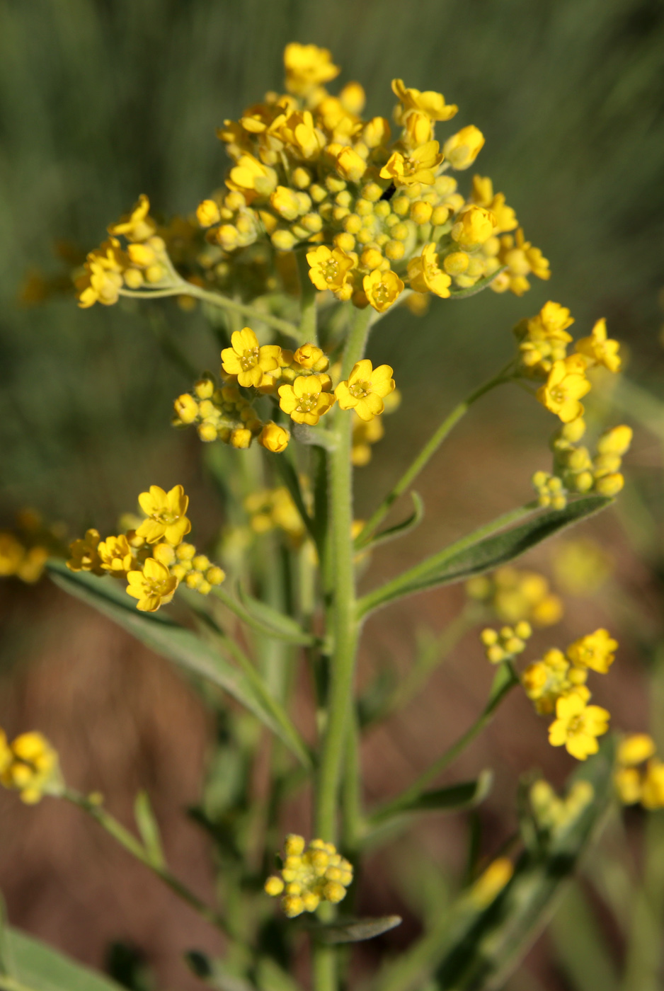 Изображение особи Aurinia saxatilis.