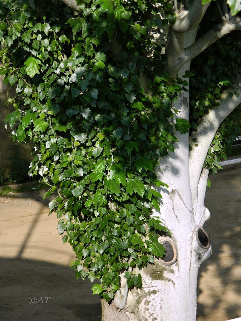 Image of Populus alba specimen.