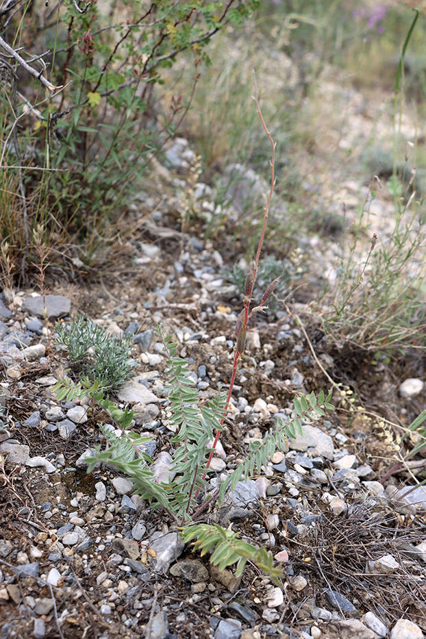 Изображение особи Oxytropis schachimardanica.