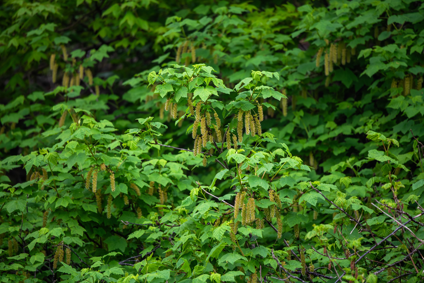 Image of genus Ribes specimen.