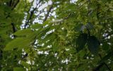 Carpinus orientalis. Верхушка плодоносящей веточки. Абхазия, Гудаутский р-н, окр. с. Лдзаа, широколиственный лес. 12.06.2025.