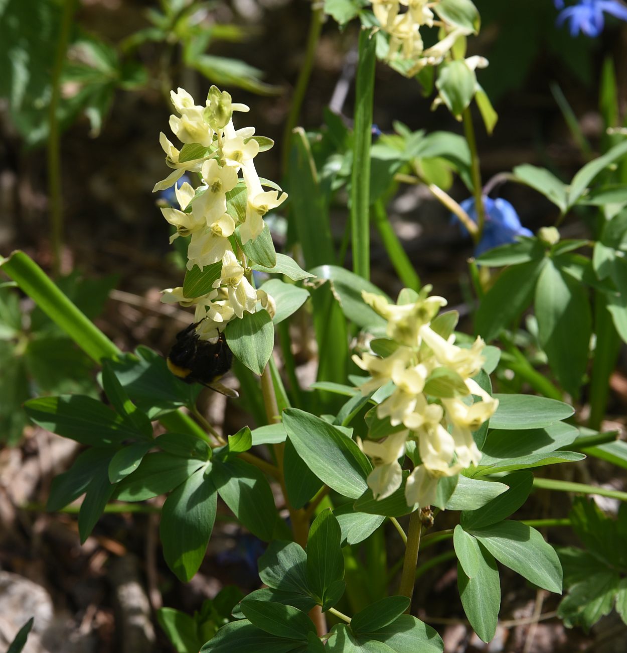 Image of Corydalis marschalliana specimen.