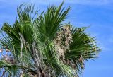 Washingtonia robusta. Соцветия и листья. Португалия, Азорские о-ва, о-в Сан-Мигел, г. Понта-Делгада, в культуре. 11.08.2025.