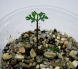 Image of taxon representative. Author is Сергей Турилов