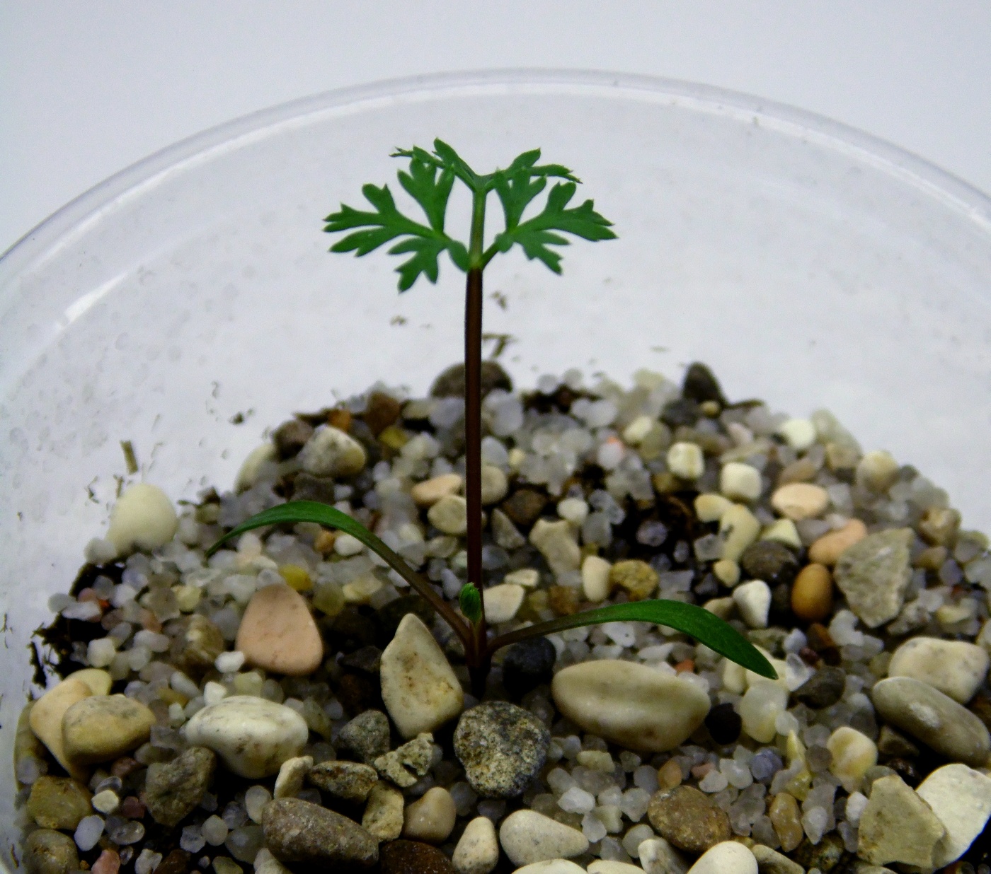 Image of genus Selinum specimen.