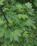 Filipendula camtschatica. Вегетирующее растение. Москва, ботанический сад МГУ \"Аптекарский огород\", теневой сад. 23.04.2024.