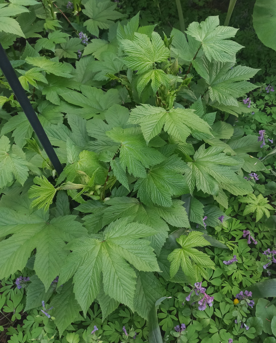 Изображение особи Filipendula camtschatica.