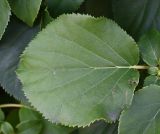 Hydrangea petiolaris. Лист. Калининград, подпорная стенка у Нижнего пруда. 31.07.2025.