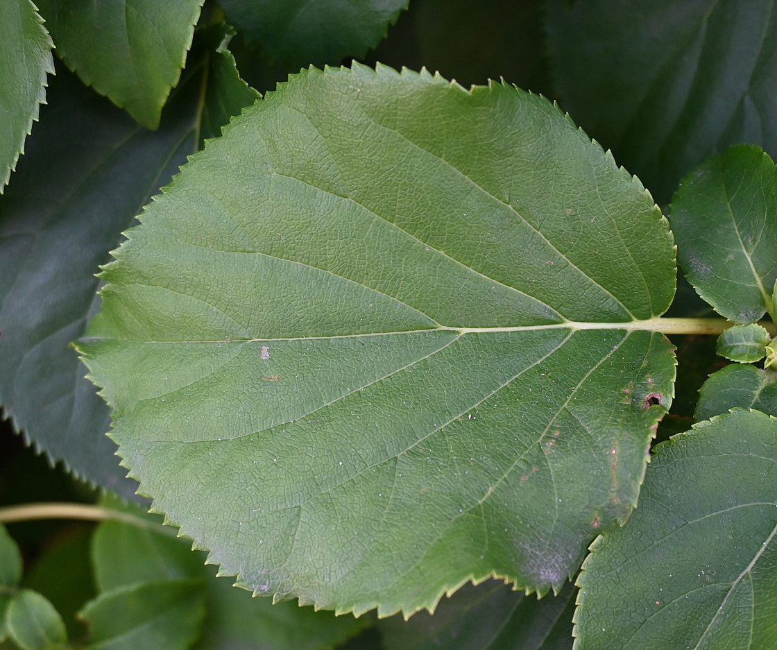Image of Hydrangea petiolaris specimen.