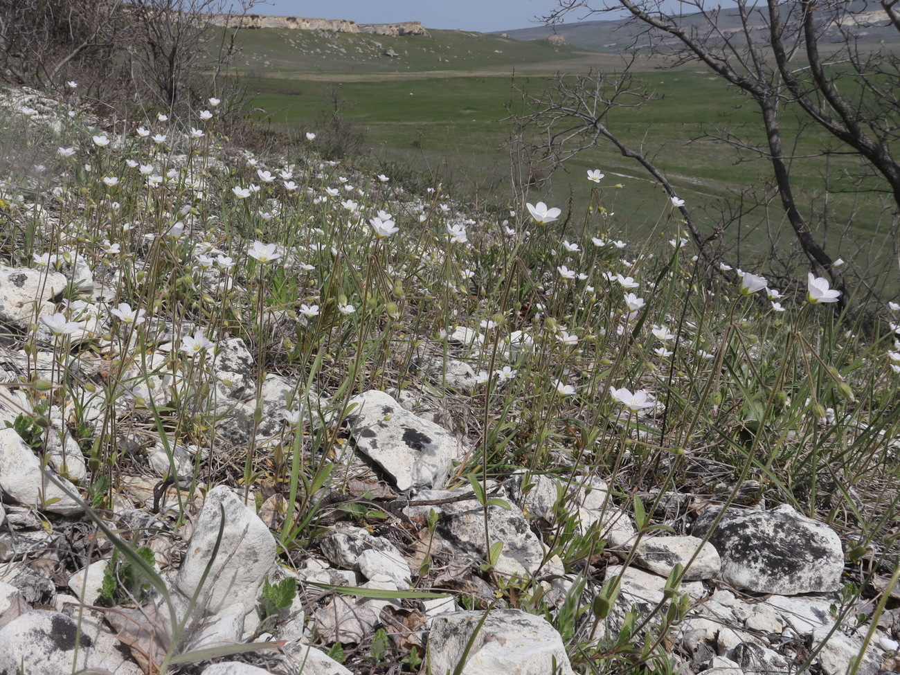 Изображение особи Holosteum glutinosum ssp. liniflorum.