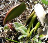 Quercus pubescens. Проростки. Южный берег Крыма, Артек. 22.04.2011.