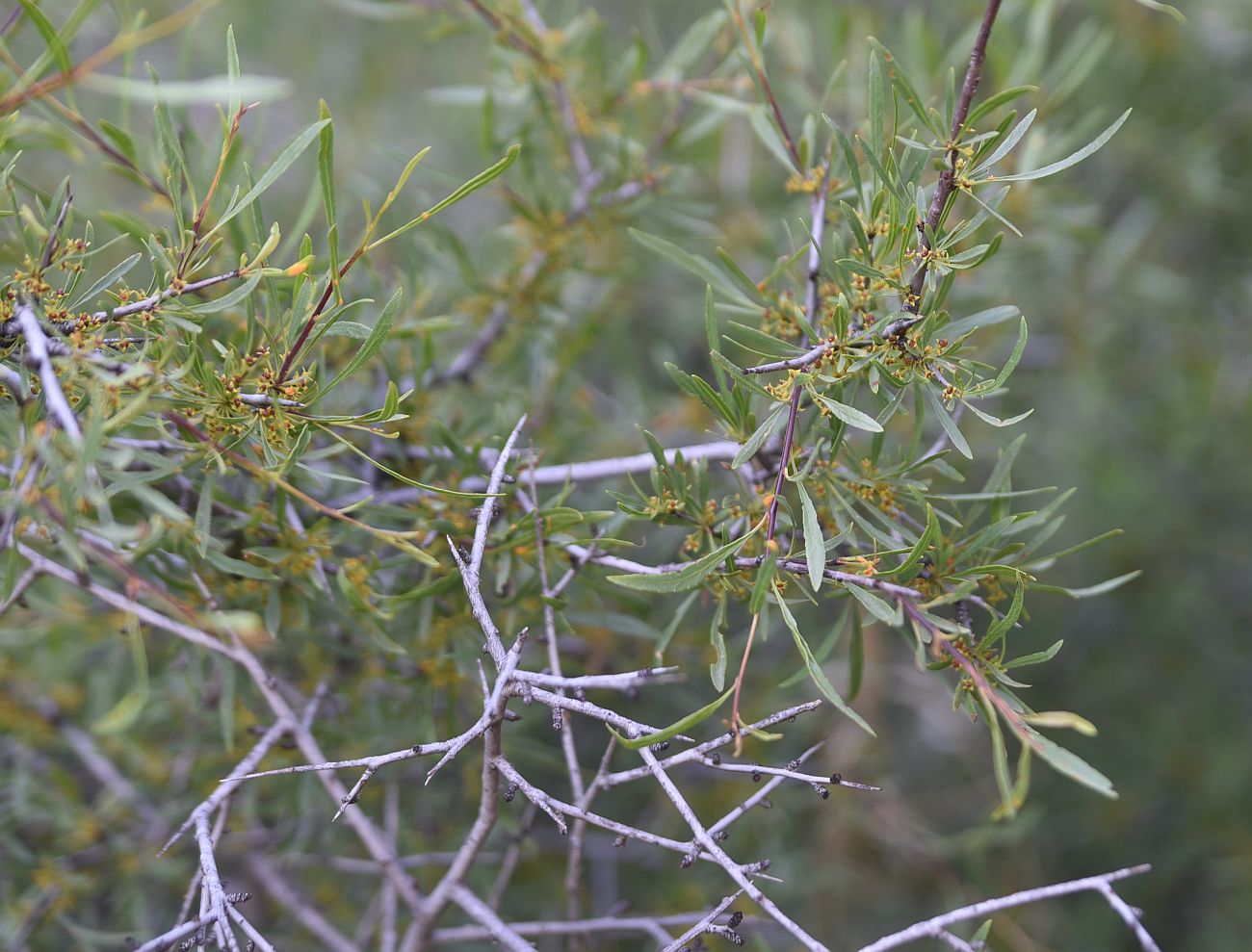 Изображение особи Rhamnus erythroxyloides.