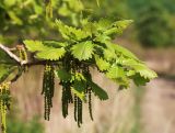 Quercus dentata. Ветвь с соцветиями. Приморский край, Хасанский р-н, юго-западный берег бухты Рейд Паллада, подножье горы Мраморная, дубовое редколесье с Quercus dentata. 15.05.2026.