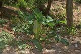 Arum italicum подвид albispathum. Цветущее растение. Крым, Южный берег, пос. Мисхор, парк. 29.05.2026.