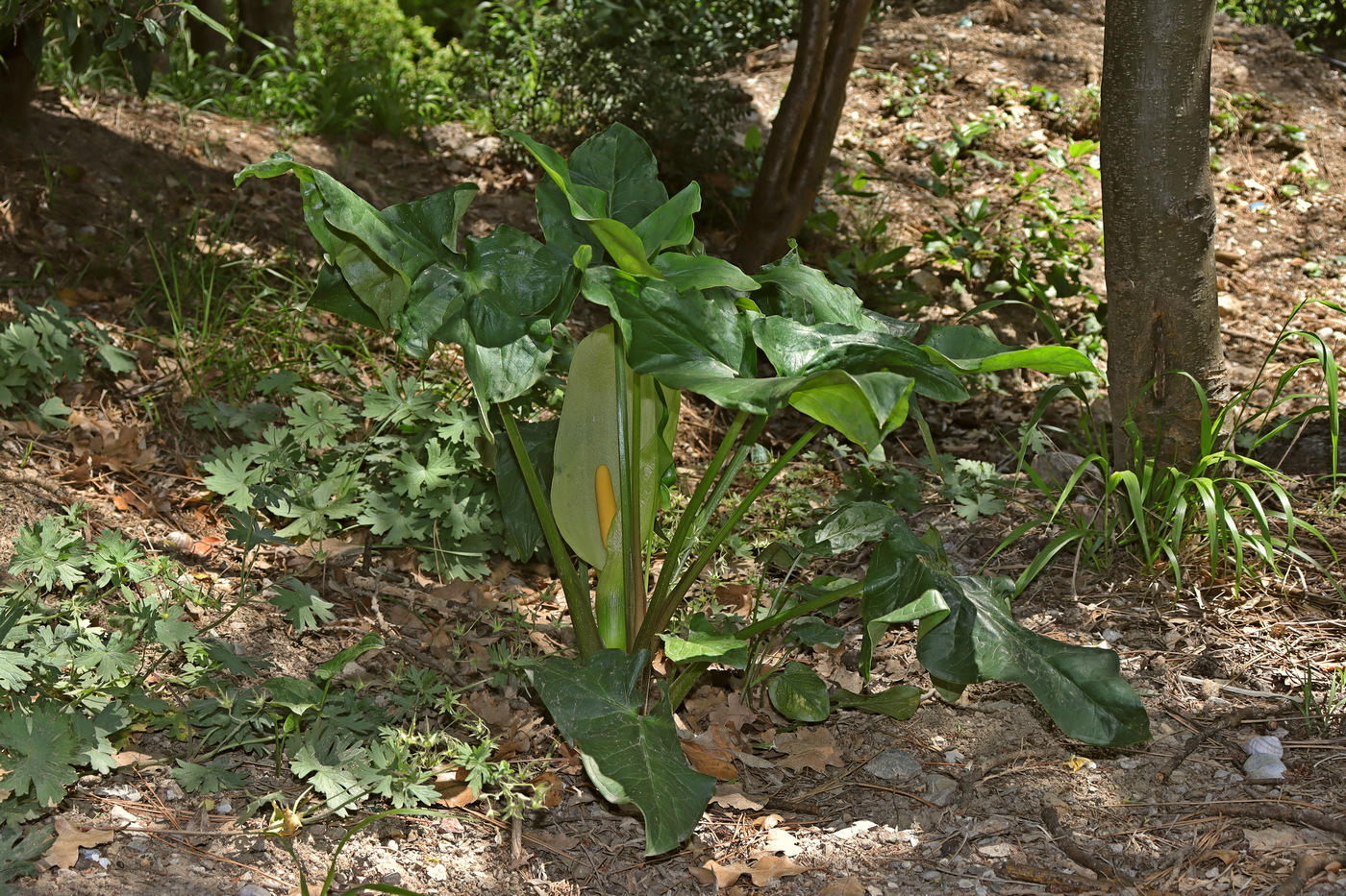 Изображение особи Arum italicum ssp. albispathum.