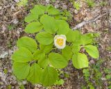 Paeonia caucasica. Цветок и листья. Краснодарский край, Крымский р-н, окр. станицы Неберджаевская, ур. Темрючки, буково-грабово-дубовый лес. 23.04.2026.