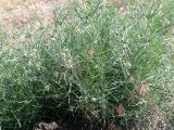 Plantago arenaria