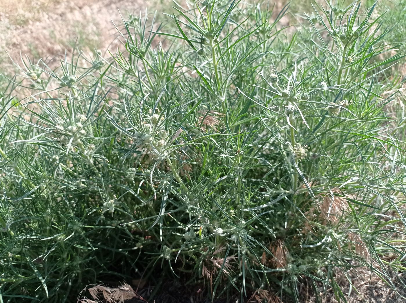 Image of Plantago arenaria specimen.