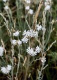 Silene brahuica