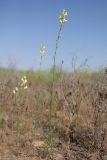 genus Linaria. Цветущие растения. Астраханская обл., Наримановский р-н, окр. пос. Сайгачный, Пески Давсна, нарушенная степь. 10 мая 2026 г.