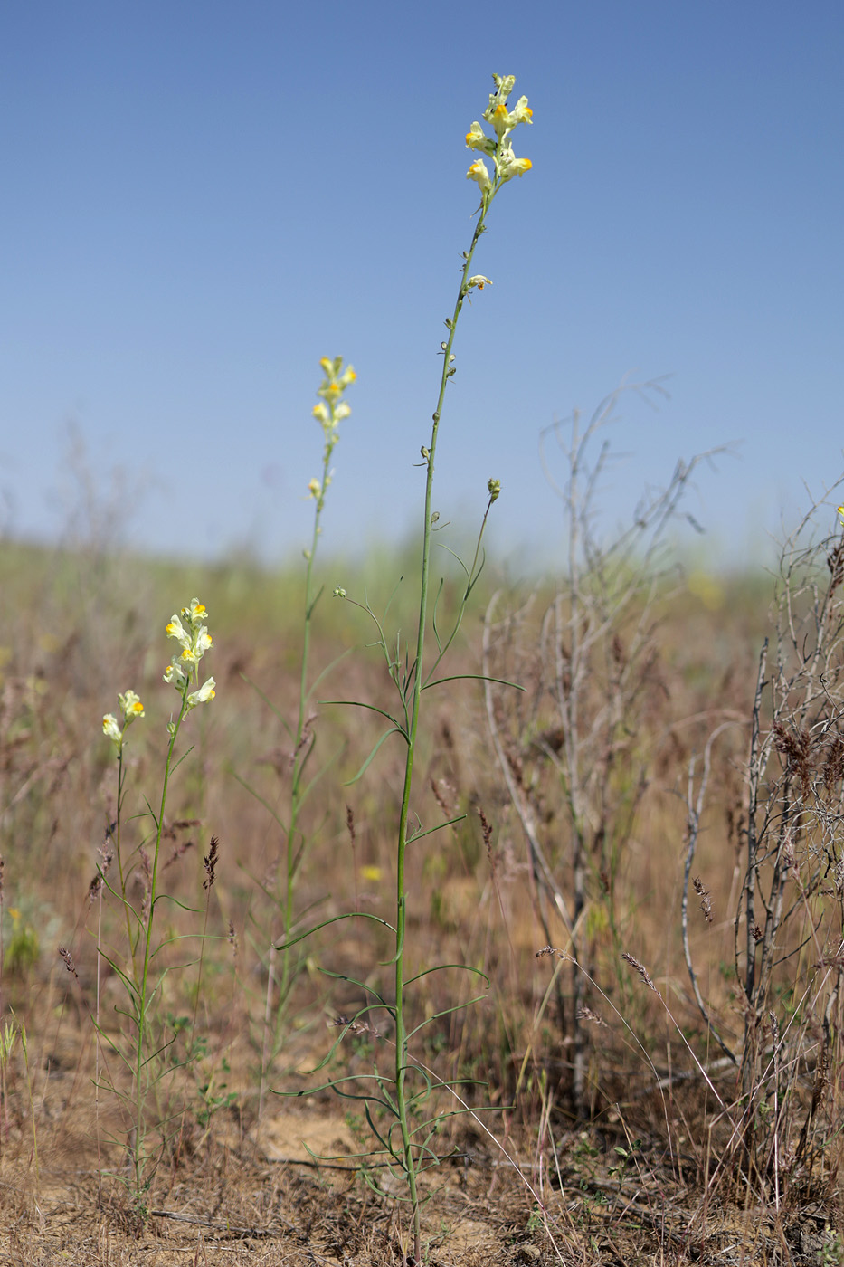 Image of genus Linaria specimen.