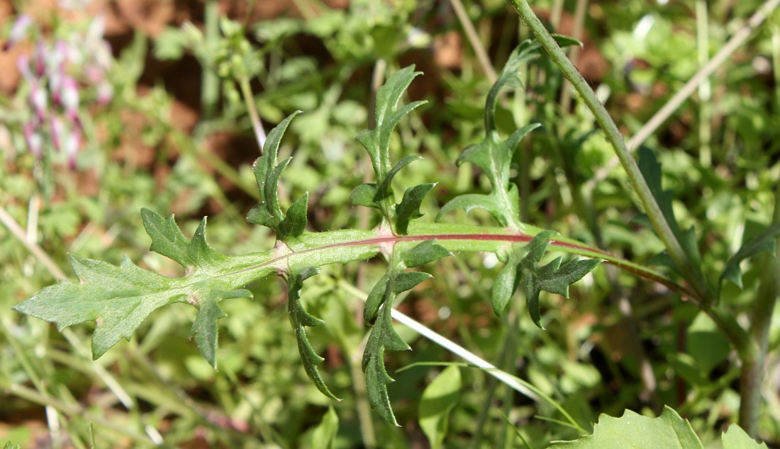 Image of Papaver umbonatum specimen.
