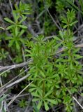 Galium aparine. Верхушки вегетирующих растений. Волгоградская обл., Иловлинский р-н, природный парк \"Донской\", берег ручья. 10.04.2026.