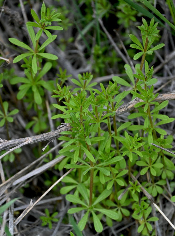 Изображение особи Galium aparine.