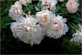 Paeonia lactiflora. цветки (махровая форма). Московская обл., Раменский р-н, окр. дер. Хрипань, садовый участок. 13.06.2026.