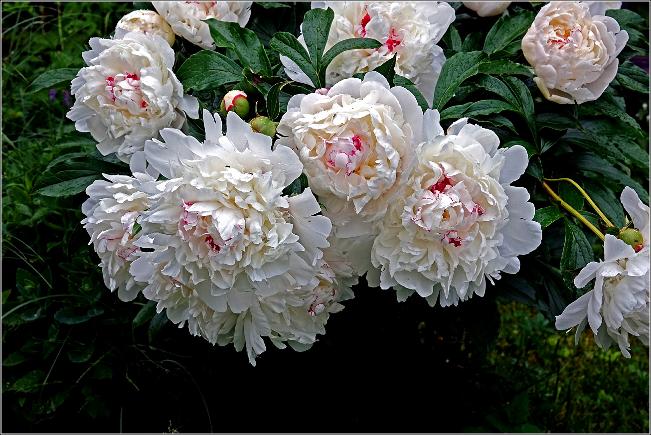 Изображение особи Paeonia lactiflora.
