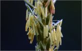 Image of taxon representative. Author is Виталий Гуменюк
