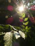 Ulmus pumila. Побеги. Республика Молдова, муниципалитет Кишинёв, г. Кодру, пустырь. 1 августа 2026 г.