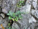 Artemisia stolonifera