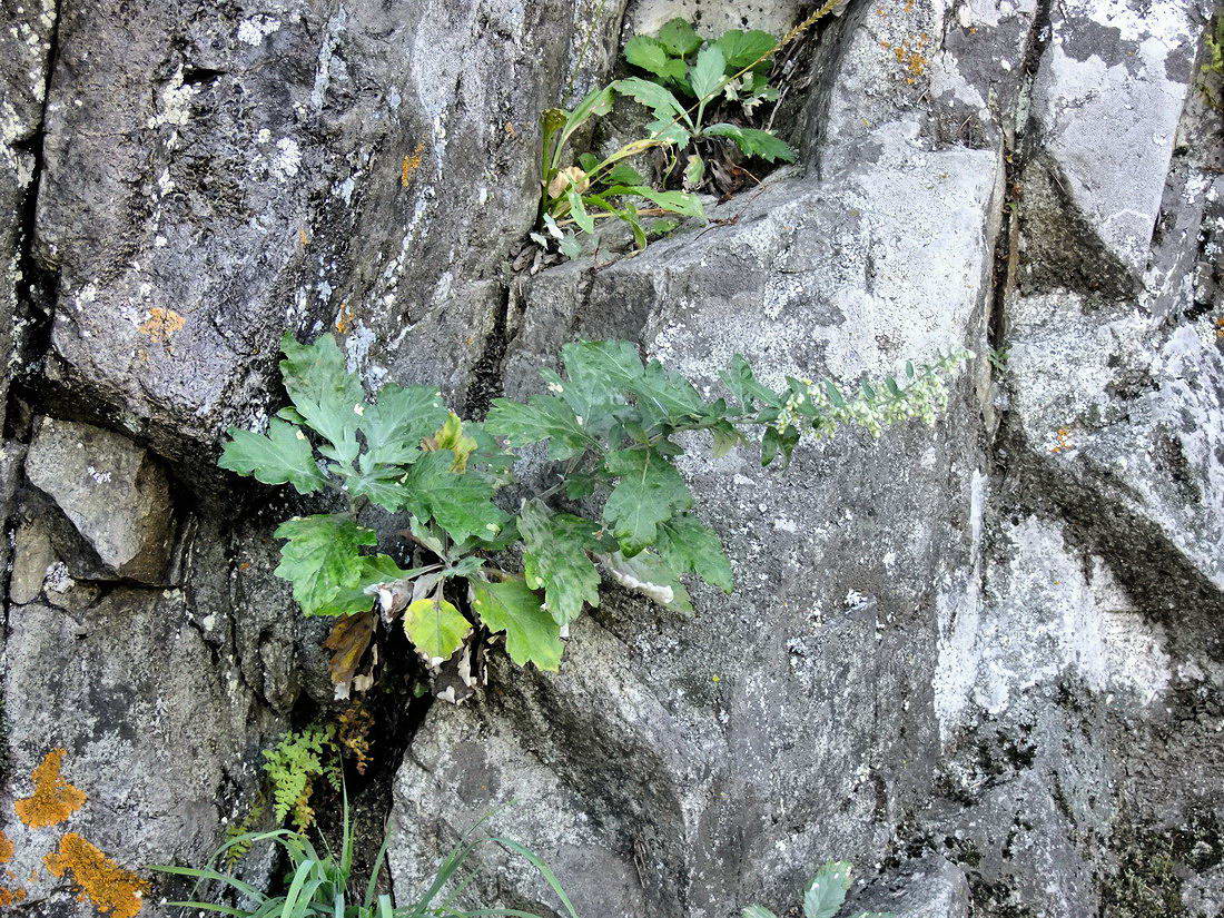 Image of Artemisia stolonifera specimen.