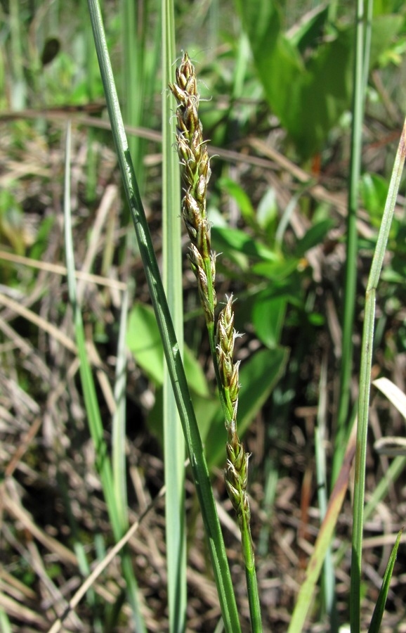 Изображение особи Carex diandra.