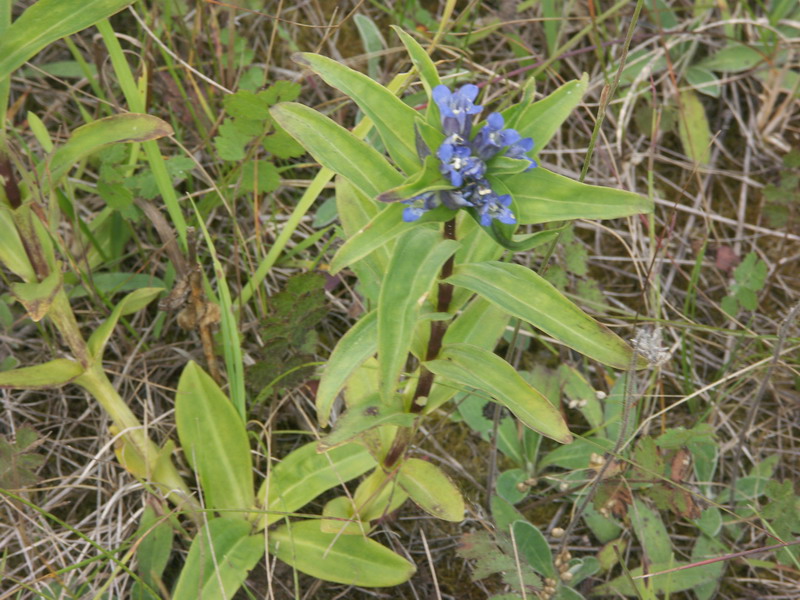 Изображение особи Gentiana cruciata.