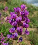 Oxytropis knjazevii