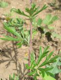 Potentilla argentea. Стебель с листьями. Крым, Симферопольский р-н, окр. с. Краснолесье, сенокосный луг у дороги. 21 июня 2011 г.