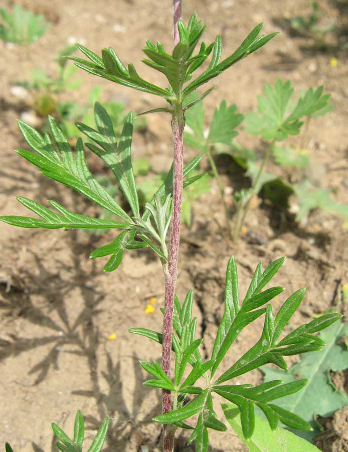 Изображение особи Potentilla argentea.