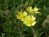 Potentilla obscura. Соцветие. Ростовская обл., Персиановская степь, окр. станицы Красюковская. 8 июня 2011 г.