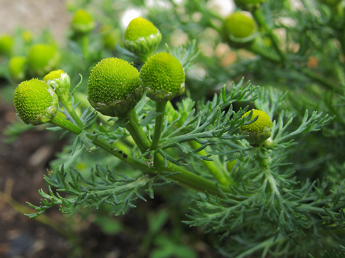 Изображение особи Matricaria discoidea.