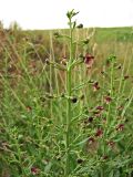 Scrophularia granitica